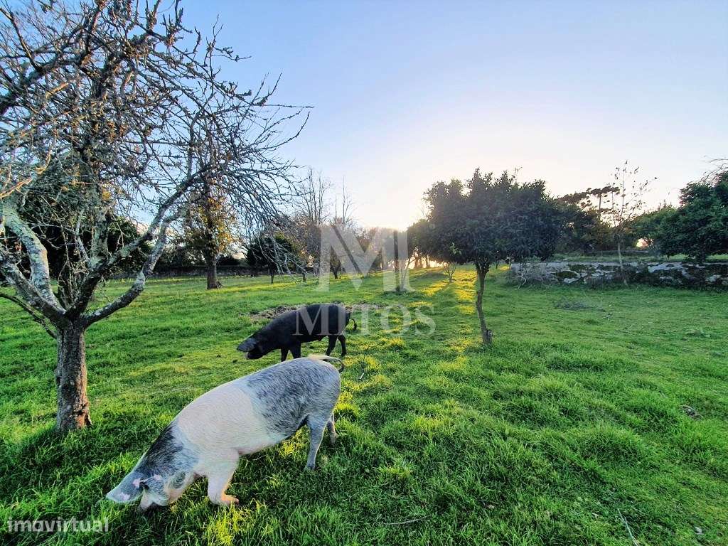 Quinta Para Venda em Santa Marta Portuzelo- Viana do Castelo - Grande imagem: 4/28