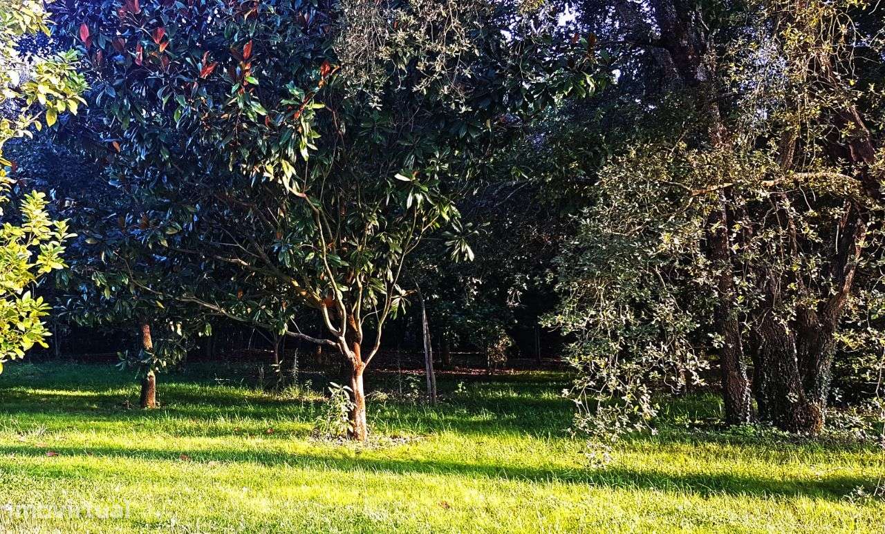 Quintinha com Mata secular-10