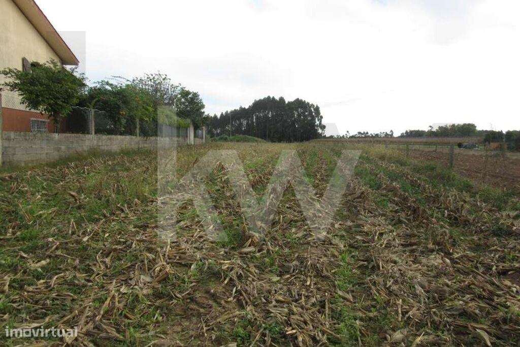 Terreno situado na Quinta do Síndico, no lugar da Costa do Valado - Grande imagem: 4/10