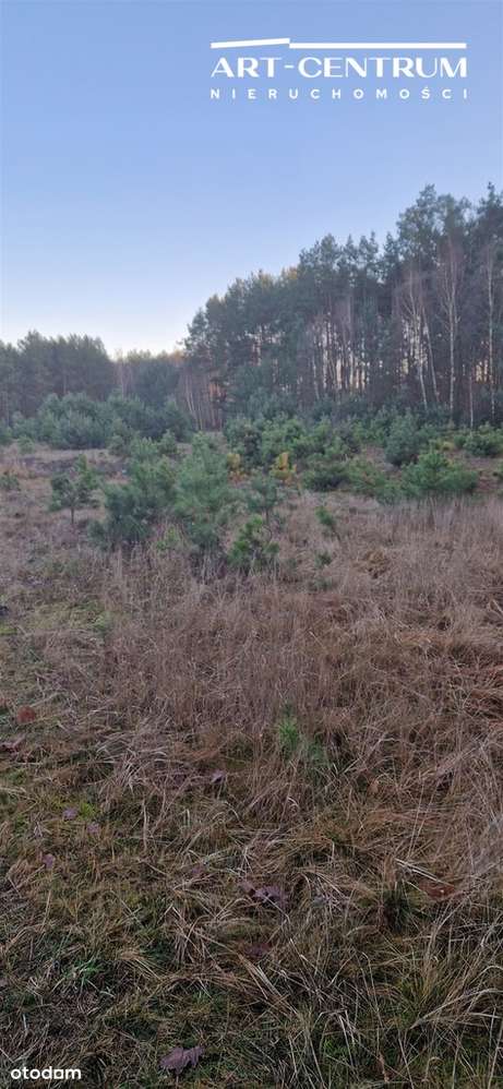 Działka w spokojnym miejscu ze ścianą lasu - Pełny obrazek: 4/6