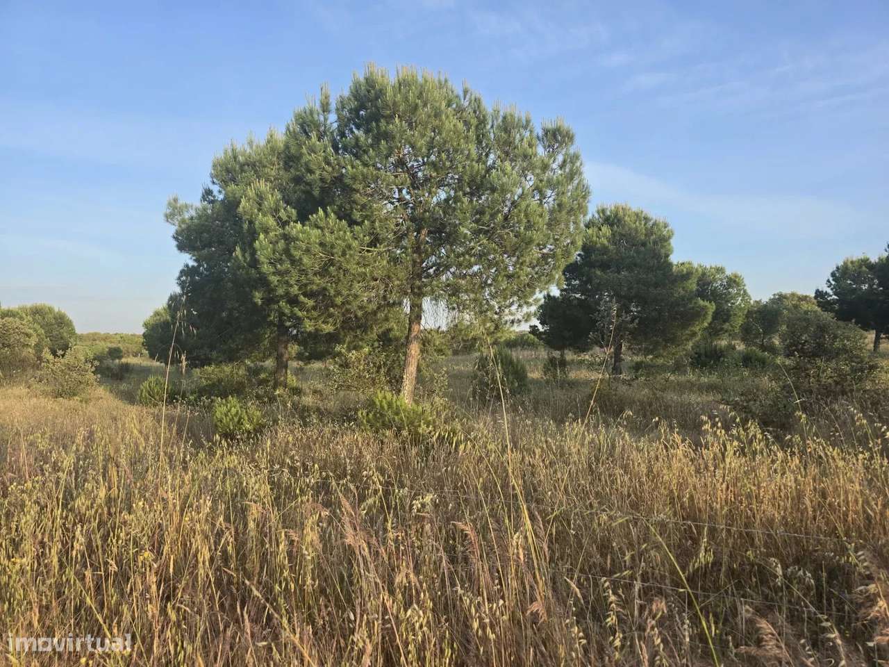 Baixo Alentejo – 55,9 ha de Liberdade e Potencial no Baixo Alentejo - Grande imagem: 4/10