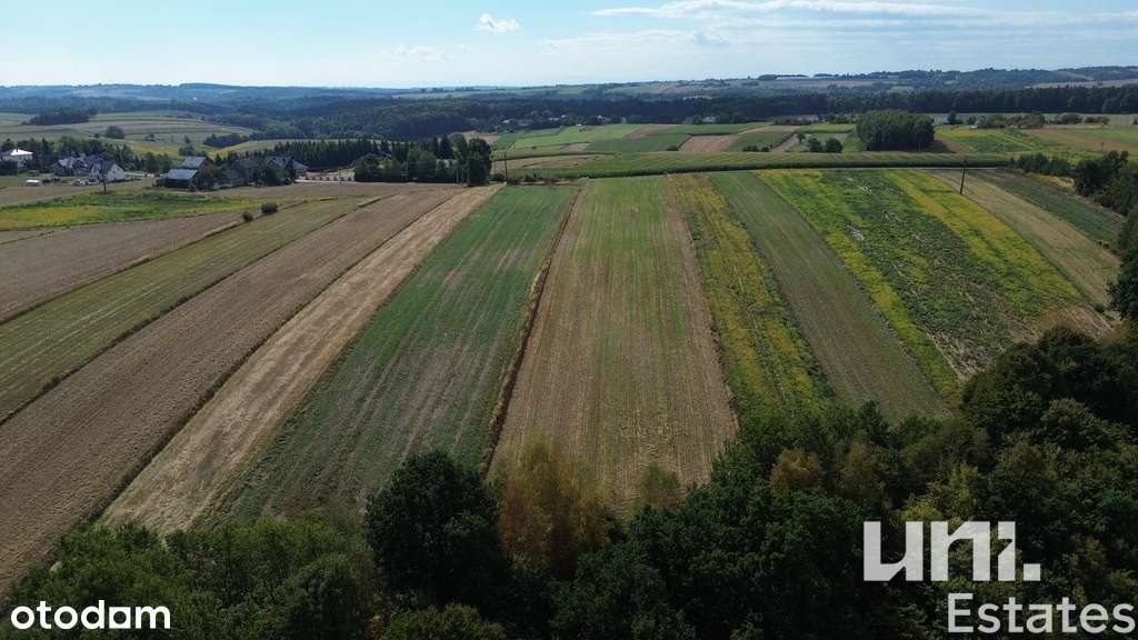 Lesieniec| 98 arów| Zagrodowa - Pełny obrazek: 3/8