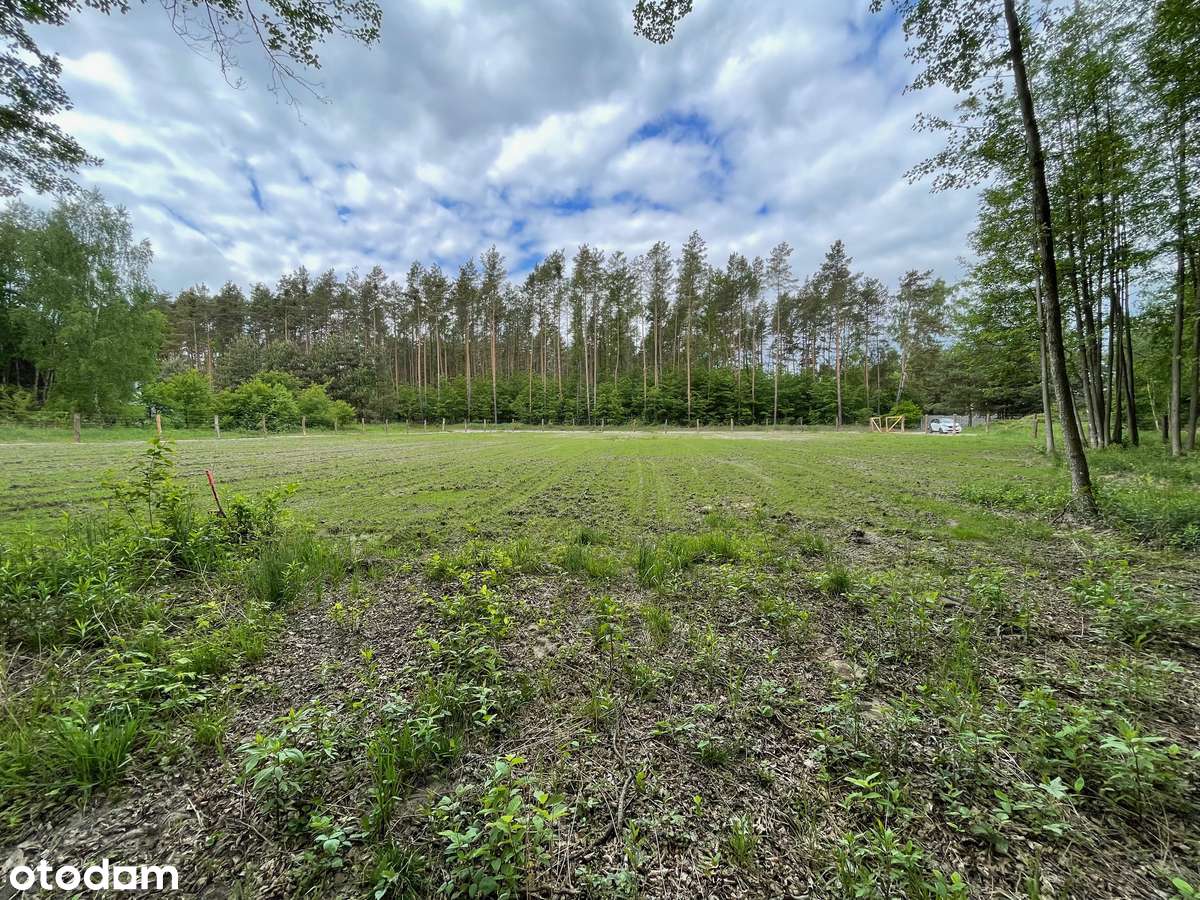 Dwie działki z własnym lasem/parkiem, prąd - Pełny obrazek: 2/12