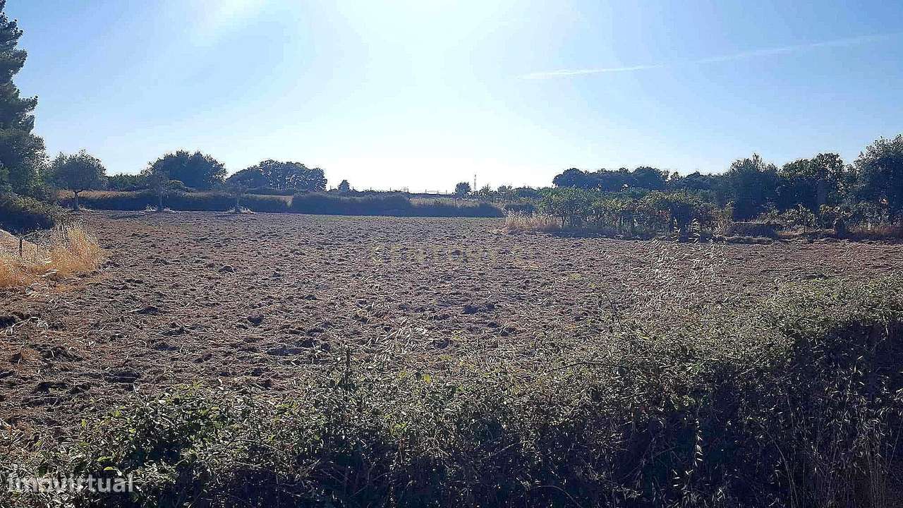 Terreno rústico em Lardosa - Castelo Branco - Grande imagem: 3/7