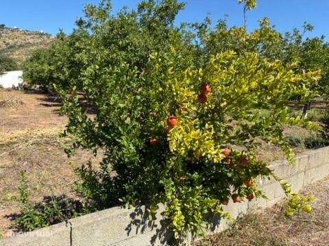 Terreno em zona Urbana com Cerca de 5.000 m² à Venda | Baixa de Pal...-11