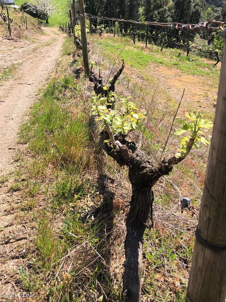Quinta espetacular na região do vinho verde em plena produção-28