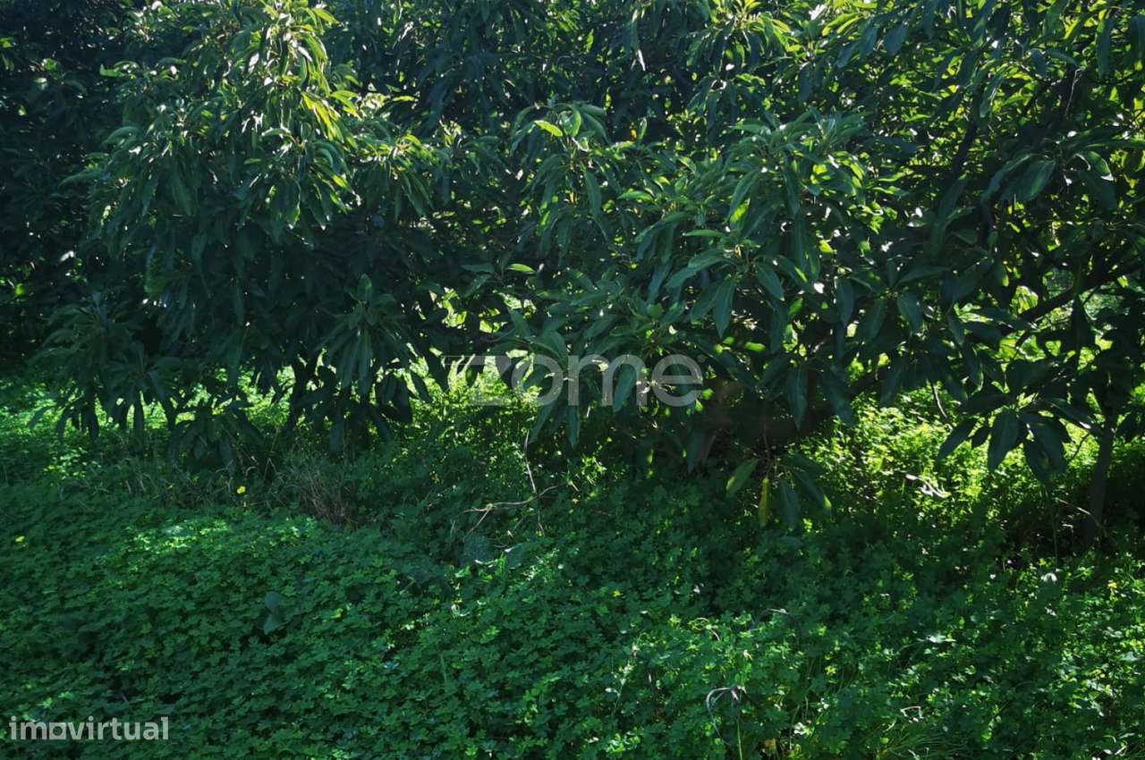 Terreno Agricola em Silves - Grande imagem: 2/20