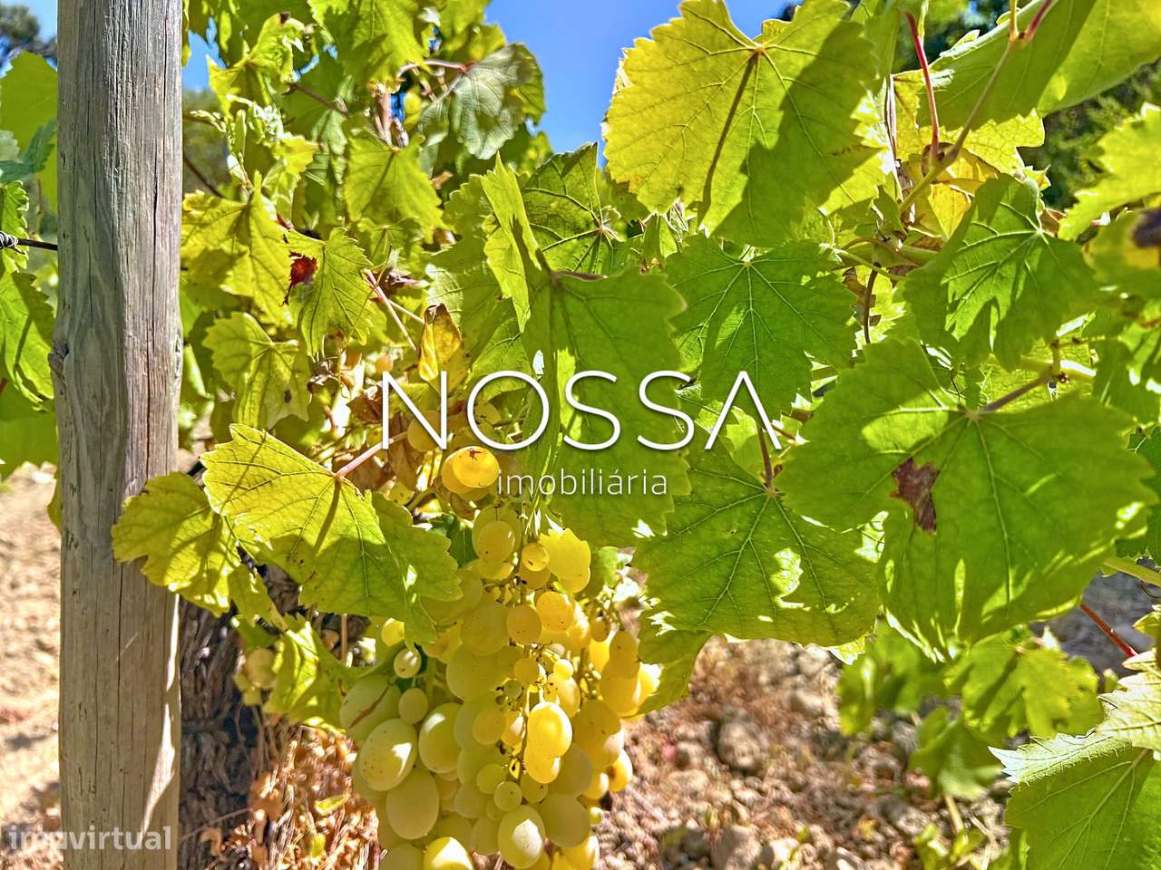 Quinta da Caldeira | Arruda dos Vinhos | vinha (DOC) - Grande imagem: 4/57