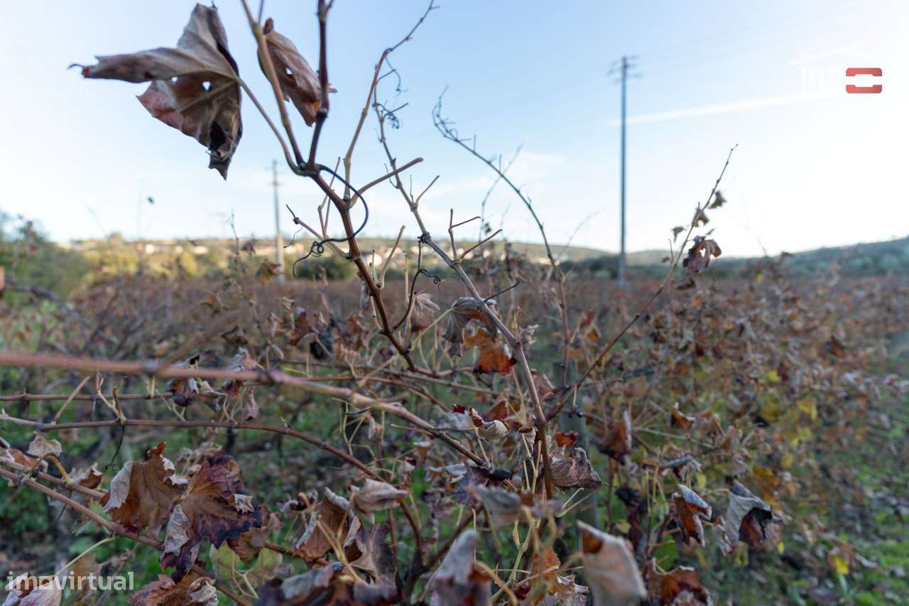 VINHA PARA ARRENDAR COM 1815 CEPAS VARIAS CASTAS EM SOBRAL/BAIRRO O... - Grande imagem: 4/14