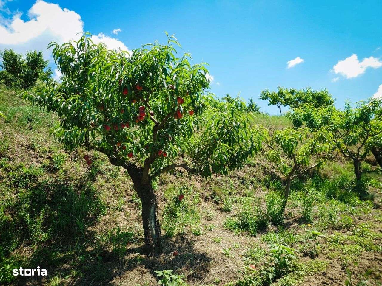 Teren de vânzare, Saldabagiu de Munte, la 500 m de str. Gheorghe Doja - Imagine principală: 3/8