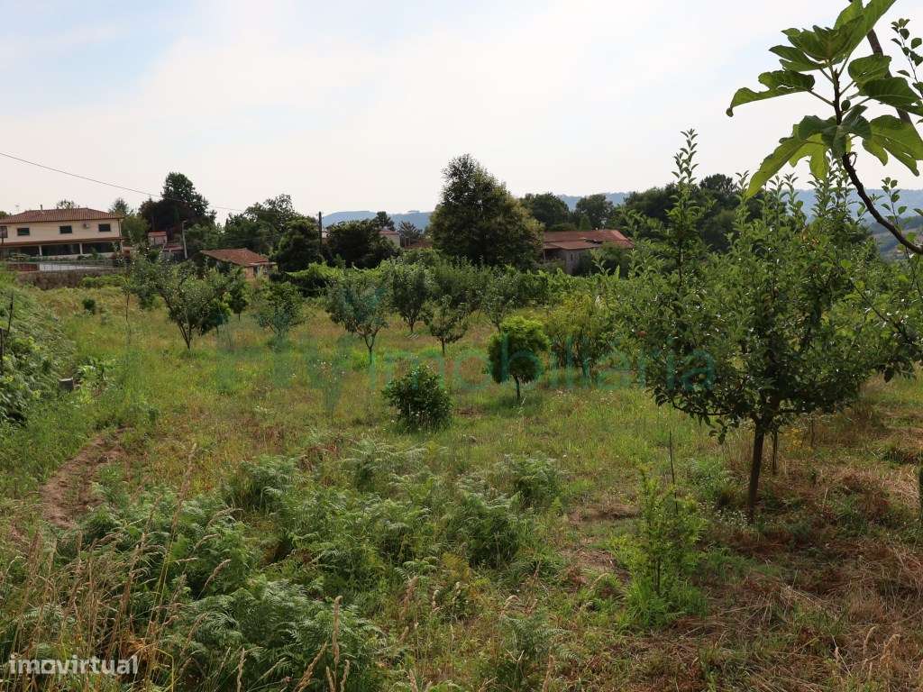 Terreno com Vinhas e viabilidade de construção - Grande imagem: 5/22