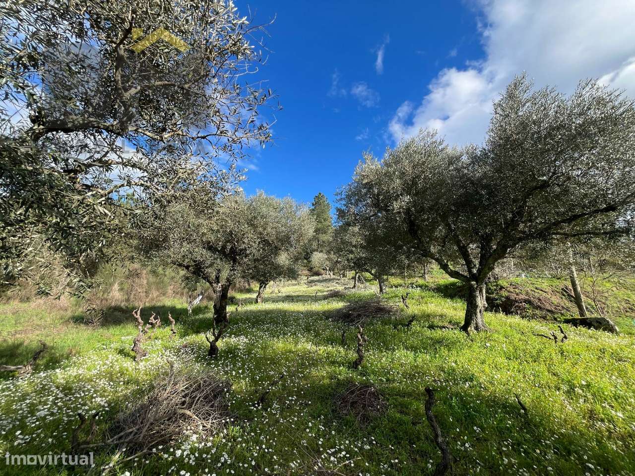 Terreno Rústico  Venda em Salgueiro do Campo,Castelo Branco - Grande imagem: 4/14