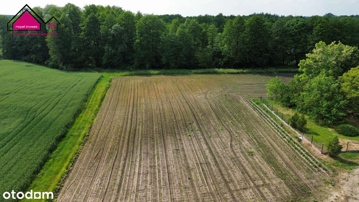Nowa cena! Działki 1000m2/Dobrosołowo/stawy, - Pełny obrazek: 4/7