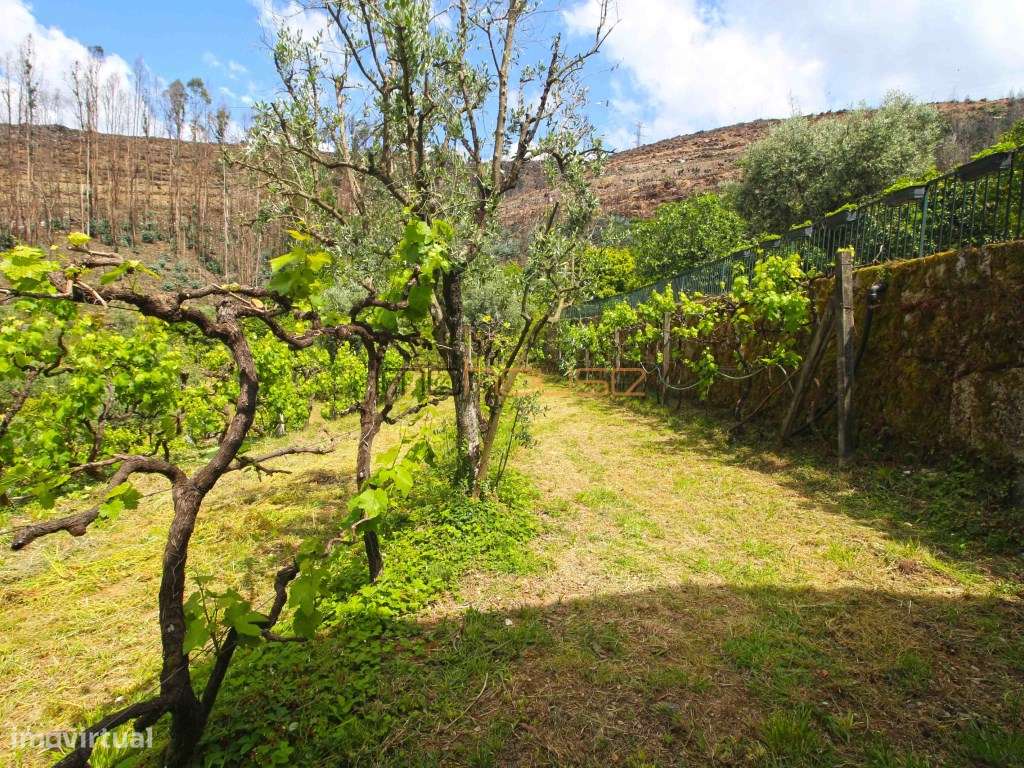 Quinta agrícola - 45 minutos do Porto-29