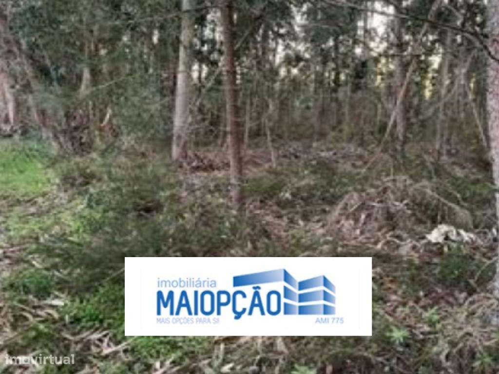 Terreno Rústico - Grande imagem: 2/4