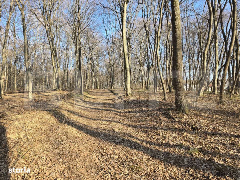 Teren cu sufrafata de 3000 mp in Padurea Faget - Imagine principală: 2/4
