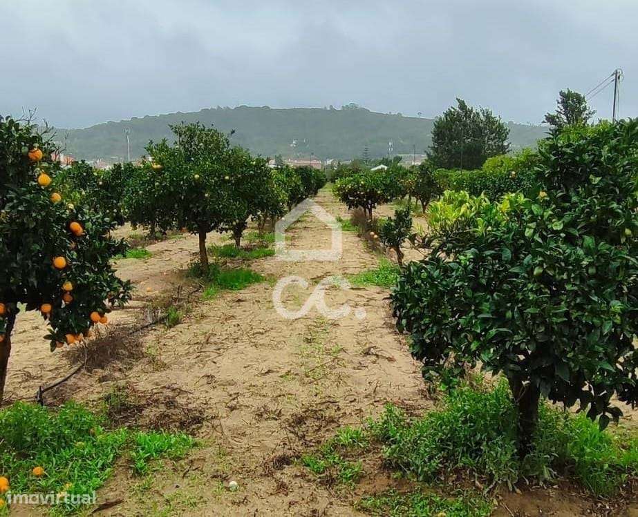 Terreno para construção com 7.415 m² em Cabanas, Quinta do Anjo, Palme-5