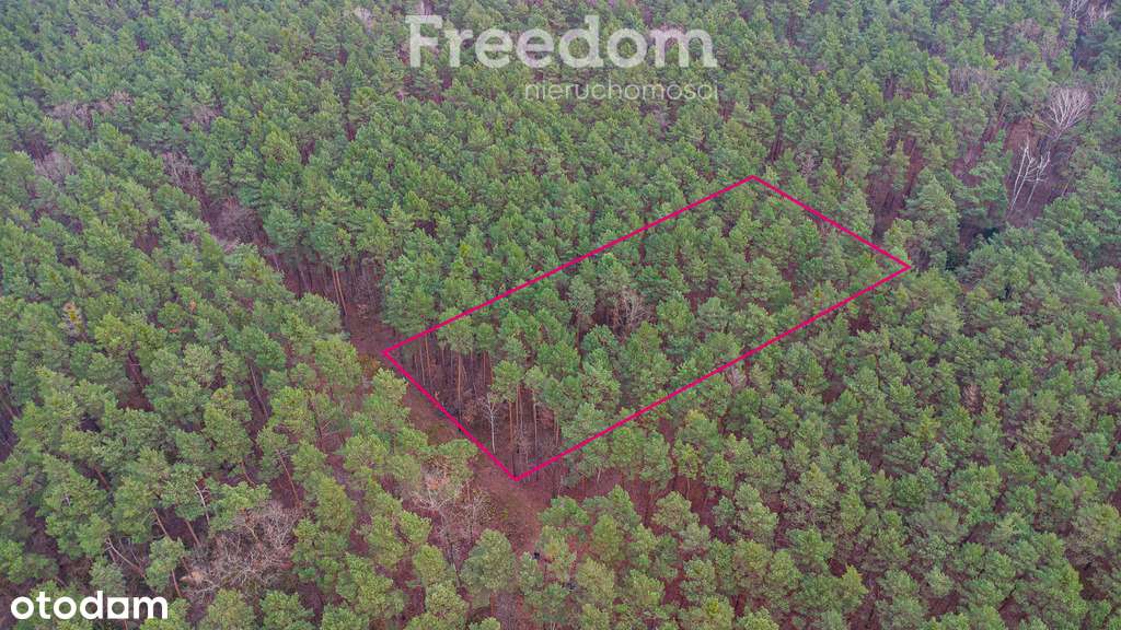 Piękna działka budowlana w Sękocin Las obok Łaz - Pełny obrazek: 5/20