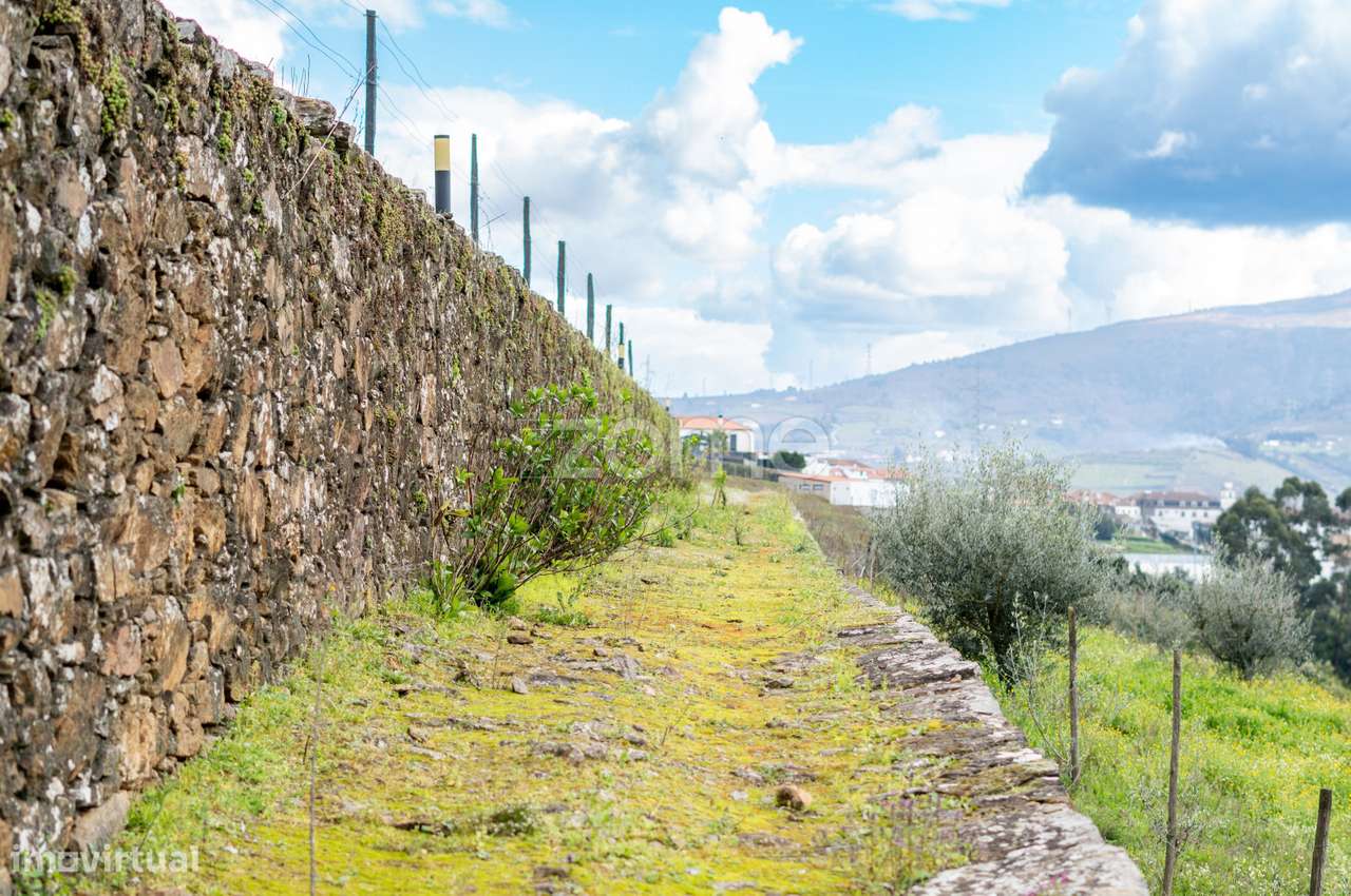 Quinta no Douro - Douro Farm - Douro-TAL-3
