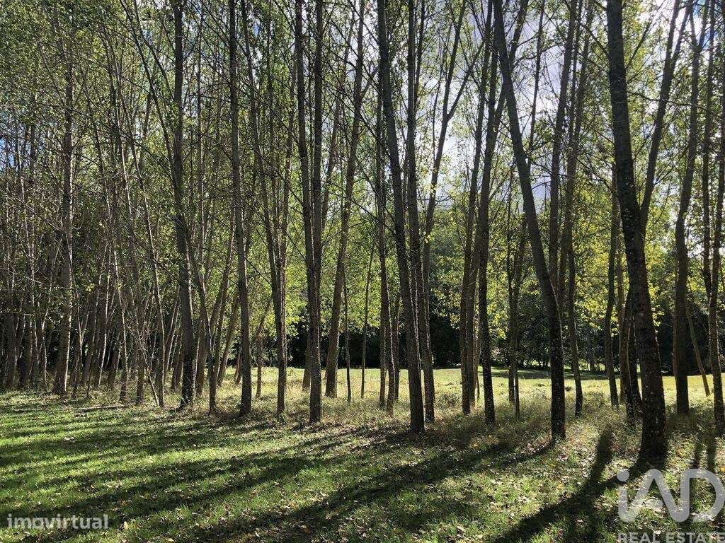 Quinta em Parâmio de 1006 m2 - Grande imagem: 5/7