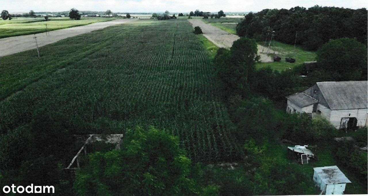 Działki w Kamień Kolonia (cena do negocjacji) - Pełny obrazek: 5/15
