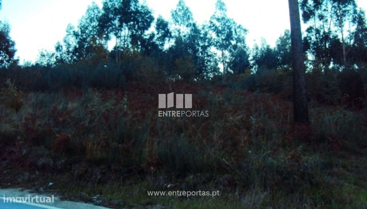 Venda Terreno, Tarouquela, Cinfães - Grande imagem: 3/6