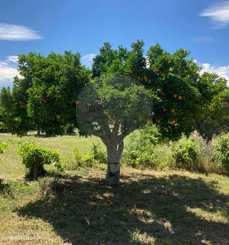 Quinta  para venda - Grande imagem: 5/15