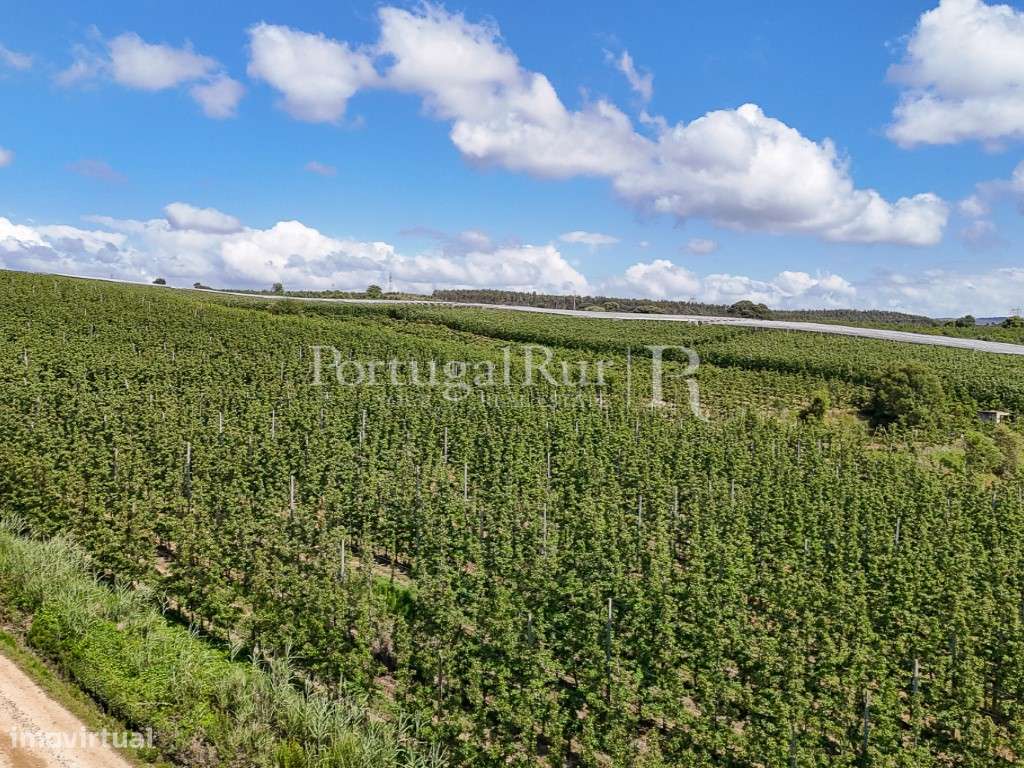 Exploração Agrícola com 37 ha e produção de Pera Rocha no Cadaval-24