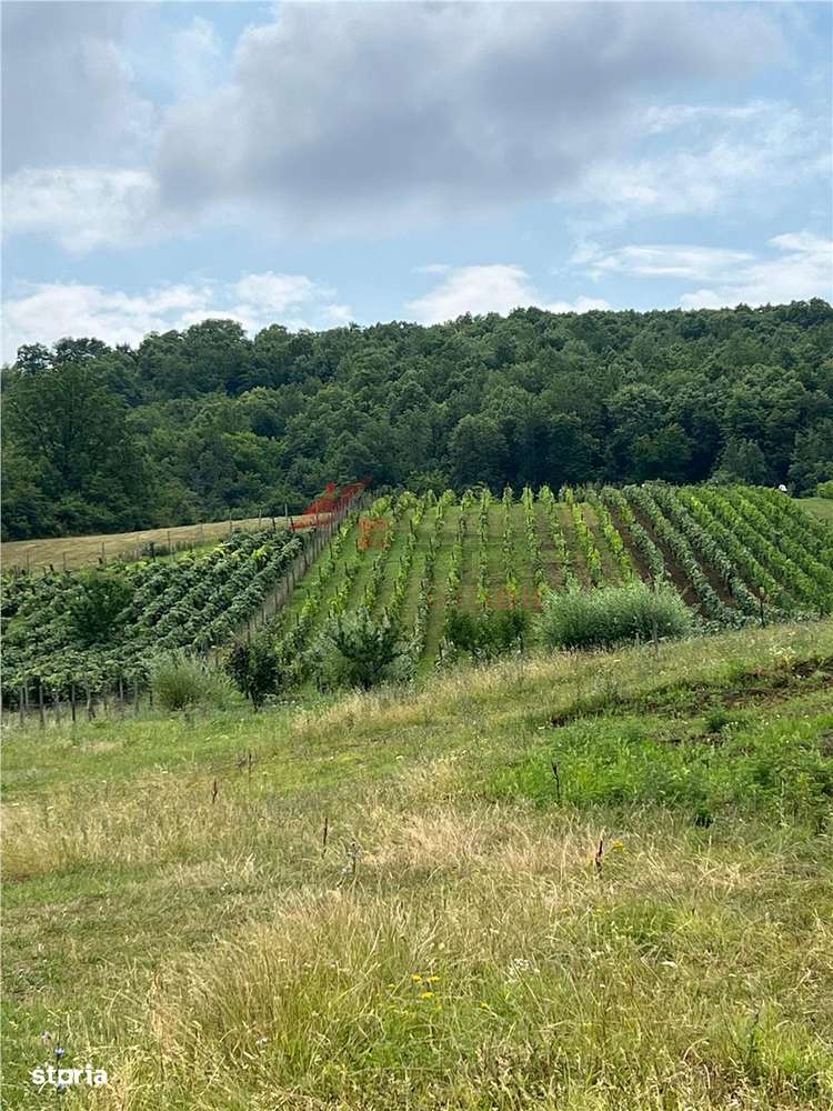 Teren Tomesti 3750MP - Imagine principală: 3/8