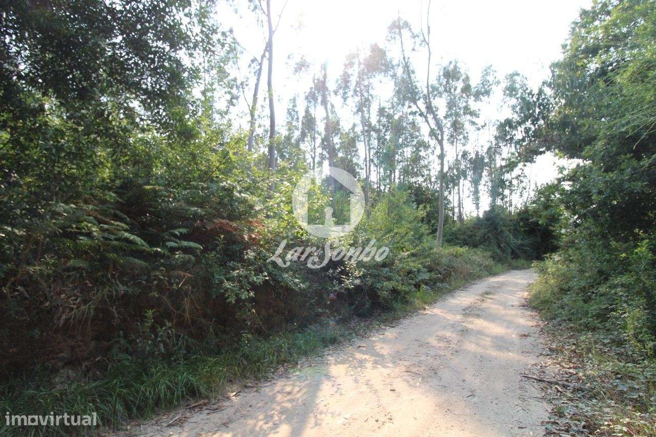 Terreno Florestal com 10.000m2 em Tougues - Vila do Conde - Grande imagem: 4/7