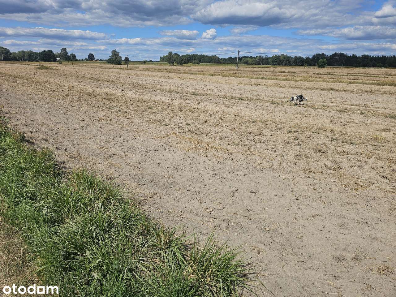 Buduj od razu! Atrakcyjne działki 1600–2500 m², Romanów/Jedlińsk - Pełny obrazek: 5/11