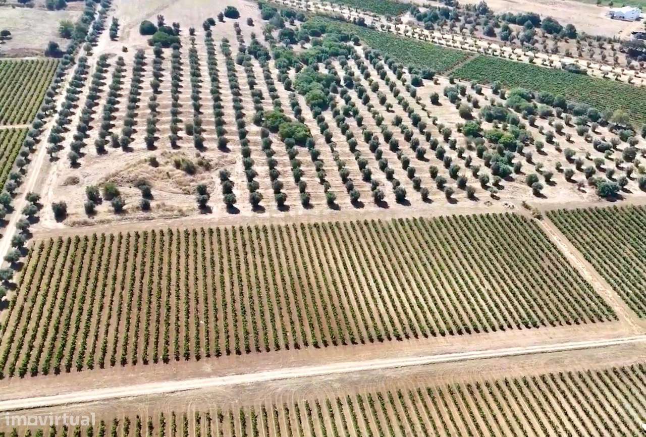 Herdade de Pandeira, Vinha e Olival em Produção em Reguengos de Monsar-23