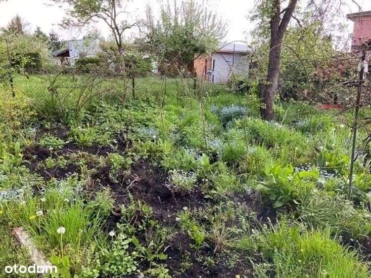 Dąbie- Działka rekreacyjna Rod Nad Jeziorem - Pełny obrazek: 4/8