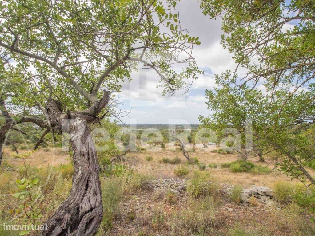 Terreno Rústico, Loulé, Boliqueime - Grande imagem: 2/4