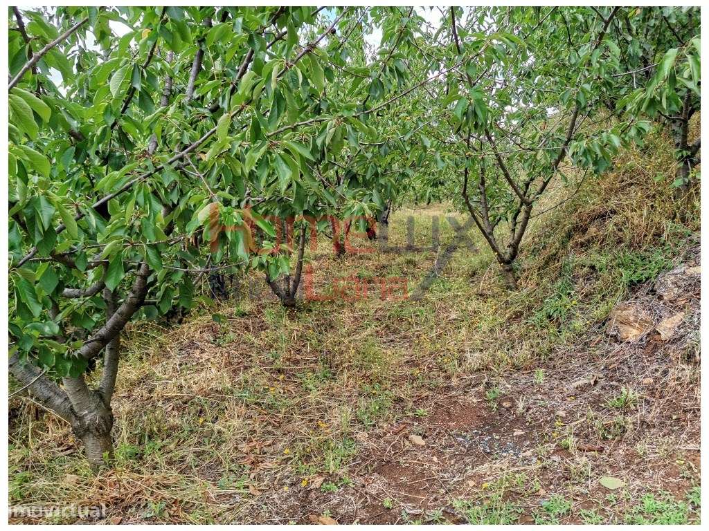 TERRENO AGRÍCOLA - Grande imagem: 4/19