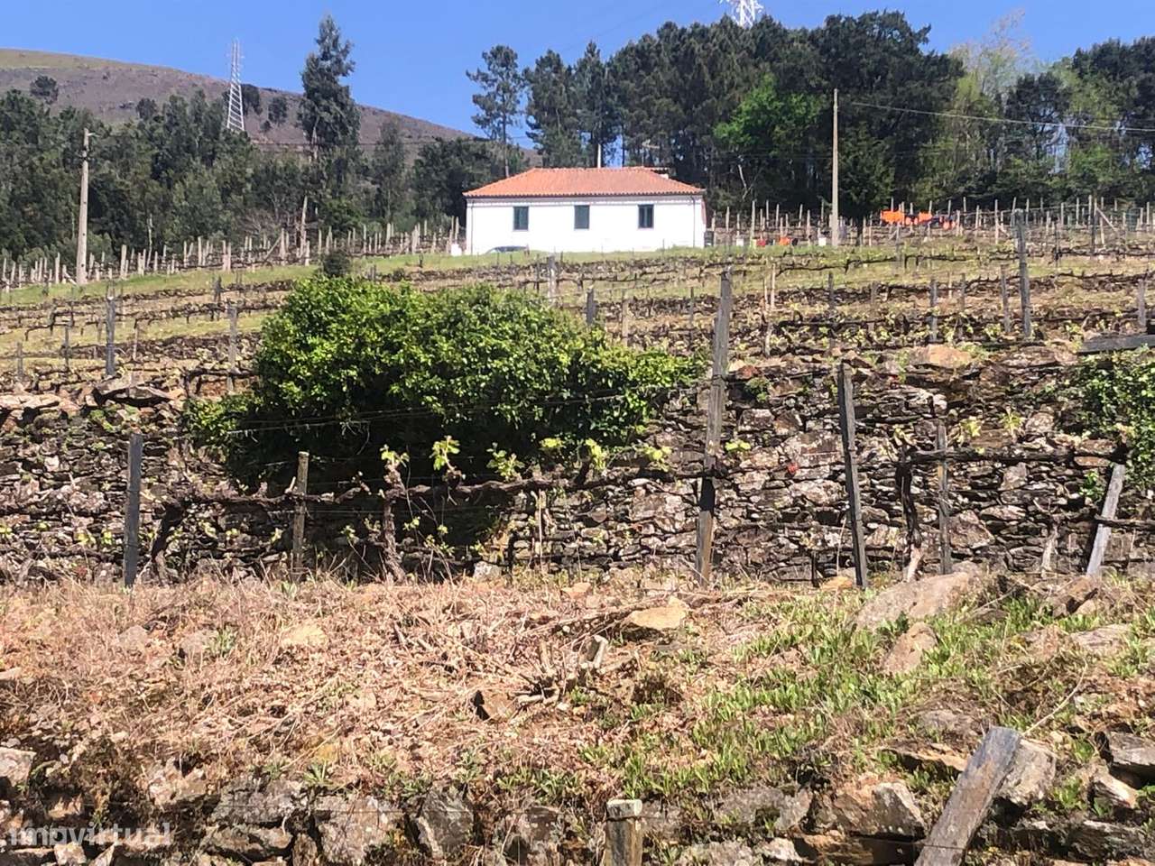 Quinta espetacular na região do vinho verde em plena produção-41