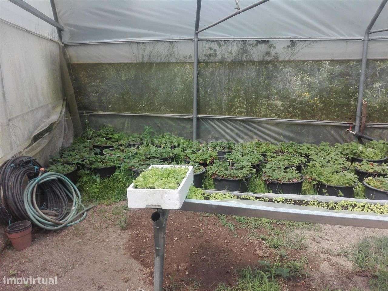 Quinta com 17.000 m2 em Estorãos - Grande imagem: 2/19