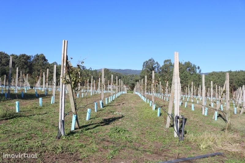 Excelente terreno 36.000 m2 nas margens do rio Cávado.