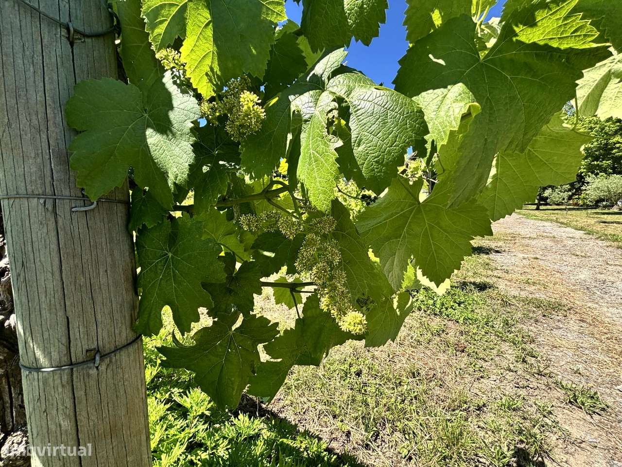 Belíssima Quinta T5 com produção ativa de Vinhas-35