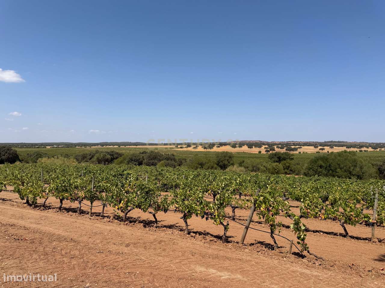 Herdade de Pandeira, Vinha e Olival em Produção em Reguengos de Monsar-5