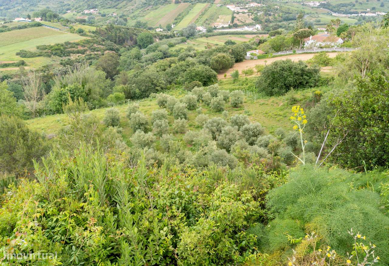 Quintinha em Alenquer com Excelente Potencial – 5,8 Hectares-24