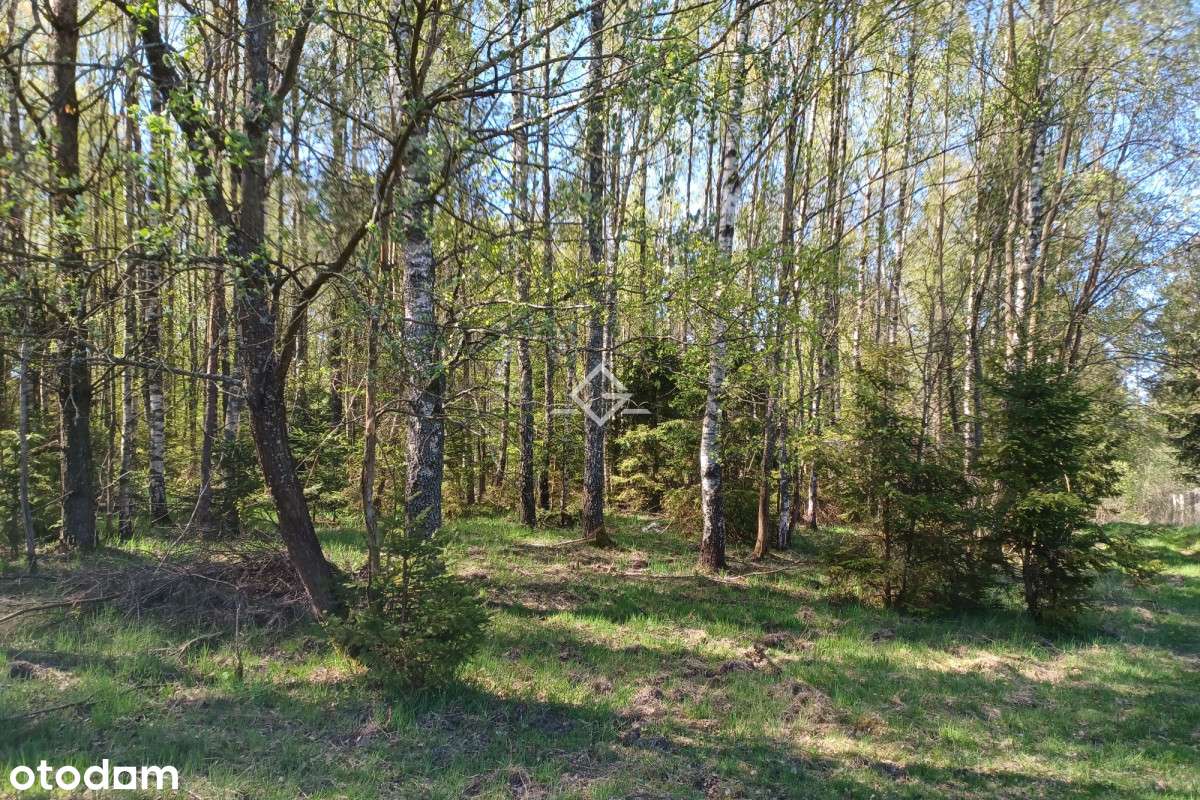 Działka Inwestycyjna/ Pomlewo/ Las - Pełny obrazek: 4/4