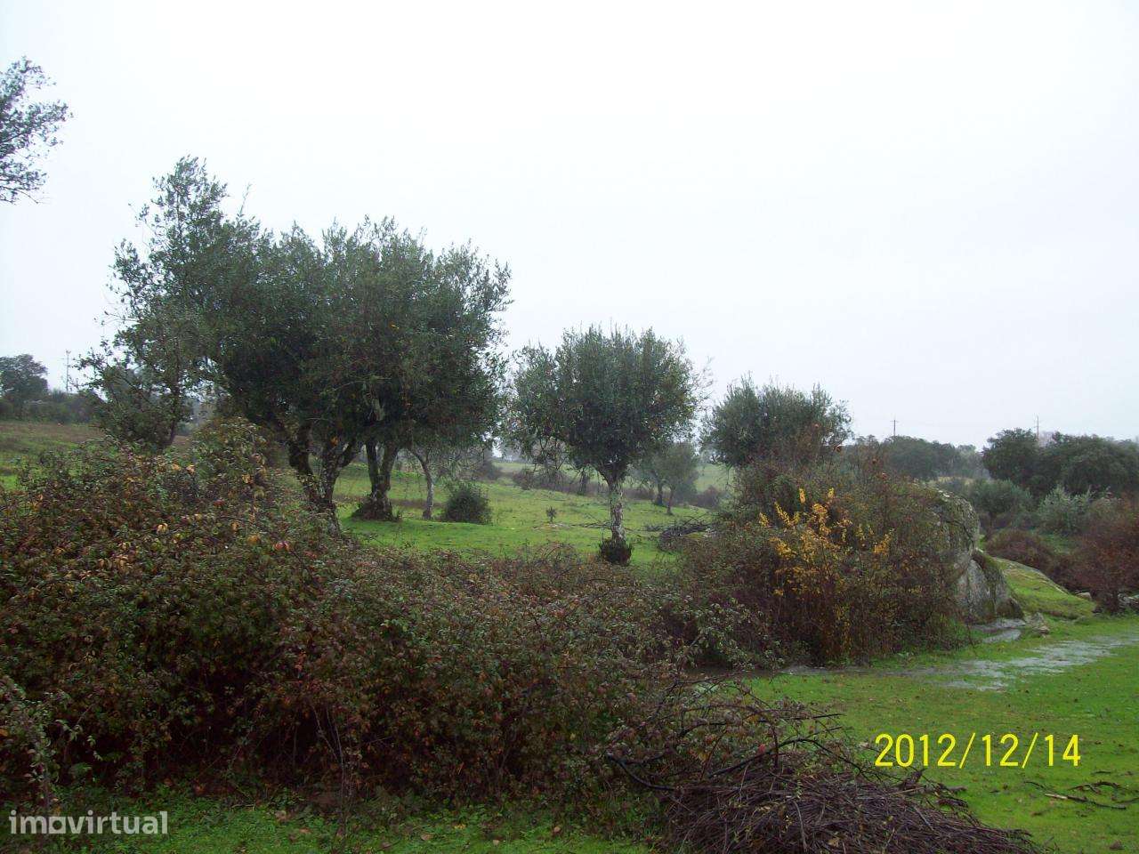 Herdade do Monte da Pedra.-8