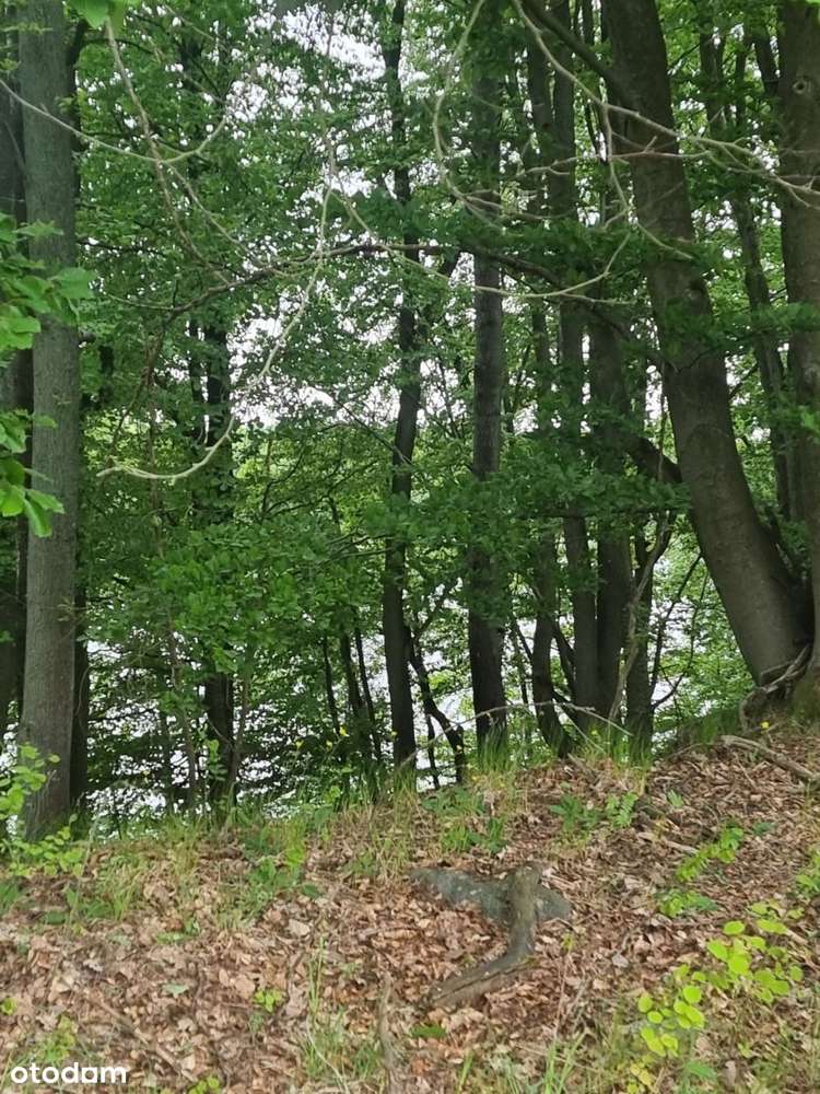 Duża działka na jeziorem - Pełny obrazek: 4/11