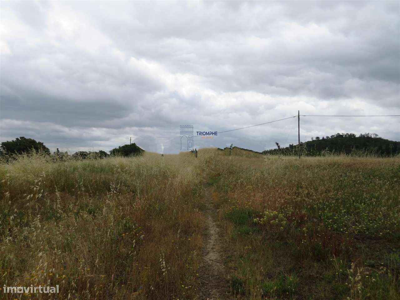 Terreno 32000m2 Asseiceira, Rio Maior - Grande imagem: 4/7