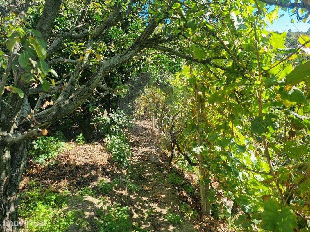 Quinta  para venda-26