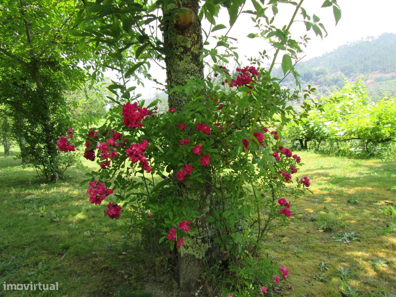 Quintinha no Minho Ponte de Lima * 10.000 m2 * a 90 Km do Porto-36