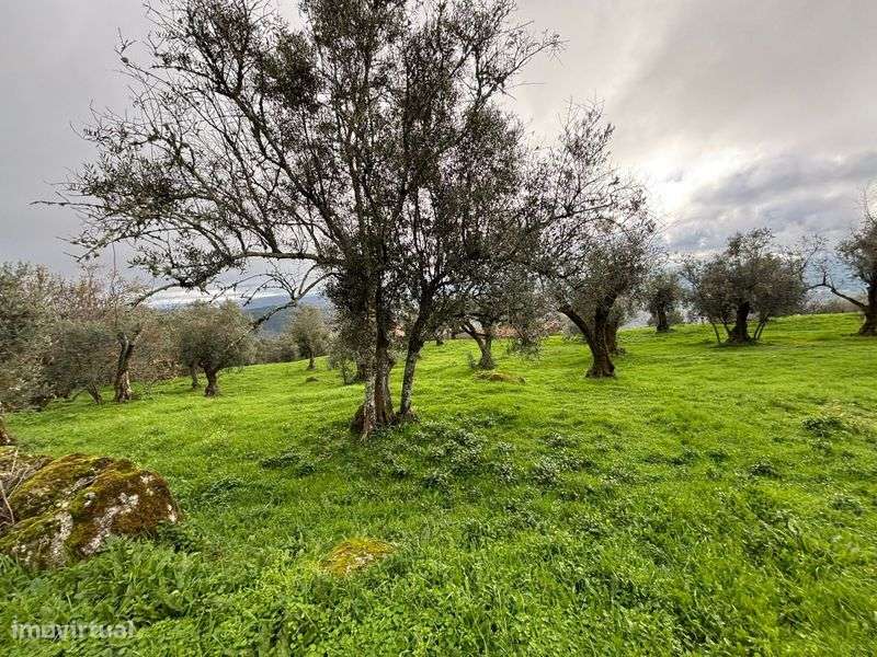 Terreno / Quintinha com 5 mil m2 em Algodres - Grande imagem: 5/9