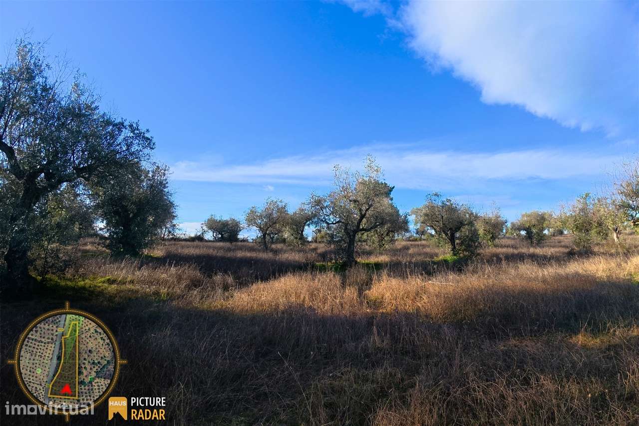 Terreno Plano 6.700m² c/ Vistas Panorâmicas – Salgueiro do Campo-24