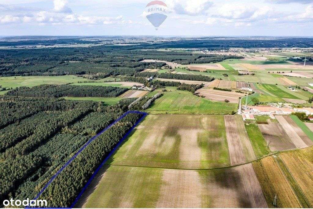 Las mieszany 3,8320 ha Zduny (7 km od Krotoszyna) - Pełny obrazek: 4/6